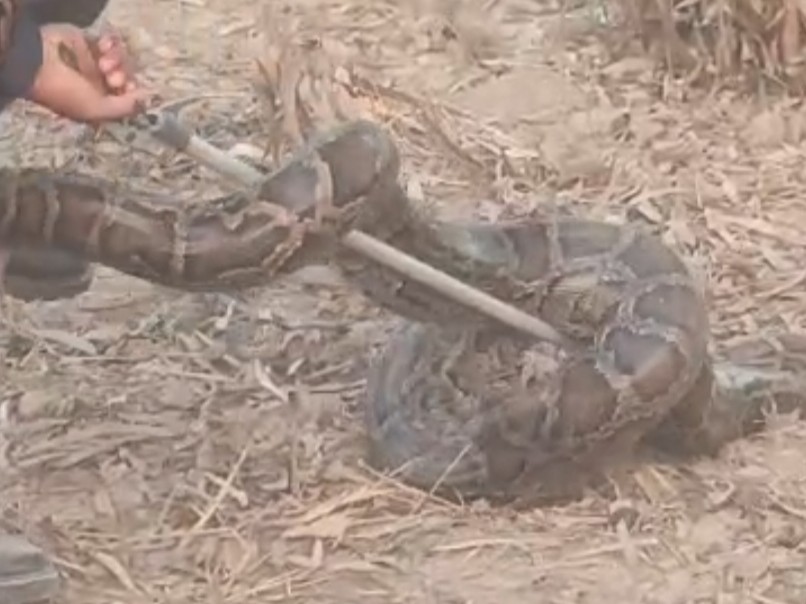 A 10-foot-long python was found behind a police station.