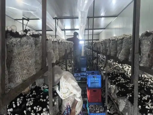 मशरूम फैक्ट्री के अंदर की तस्वीर...जिसमें मजदूर काम करते हुए दिख रहे हैं।