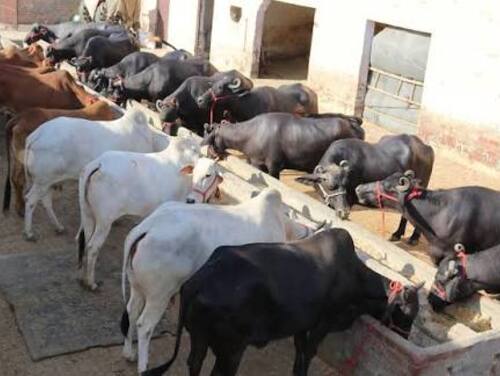 मोबाइल से भी कर सकेंगे पंजीकरण; जानें-क्या होंगे नियम और कैसे कर सकेंगे बीमा