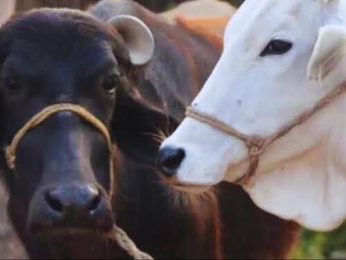 झुंझुनूं में 50 हजार पशुओं का होगा रजिस्ट्रेशन