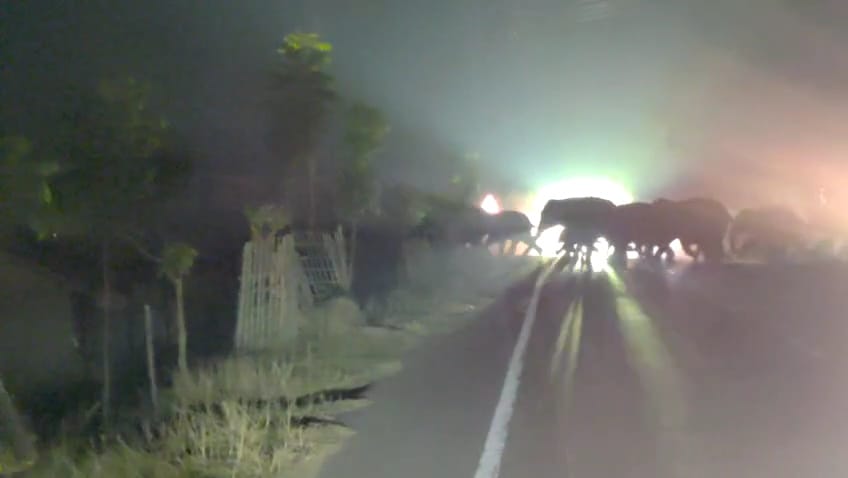 गिरिडीह–जमुआ मुख्य मार्ग पर भी हाथियों का बड़ा झुंड देखा गया।