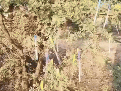 सोशल मीडिया पर इस पेड़ की चर्चा है जिस पर बहुत से पेन टंगे हैं। दावा है कि पेड़ फलोदी में है। सरकारी नौकरी की आस में युवा पेन टांगकर जाते हैं।