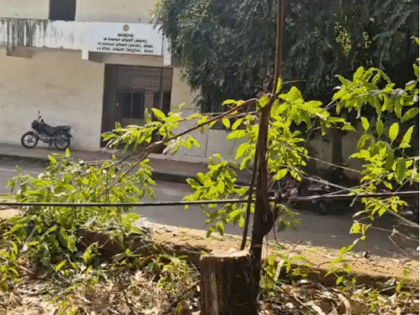 भोपाल में डीएफओ ऑफिस परिसर से चंदन के पेड़ चोरी हो गए।