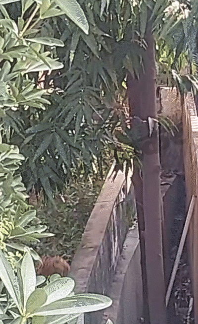 जयपुर में मंत्री के बंगले और स्कूल में घुसा लेपर्ड:  बच्चे क्लासरूम में बंद, VVIP इलाके में एक घर से दूसरे में करता रहा मूवमेंट – Jaipur News