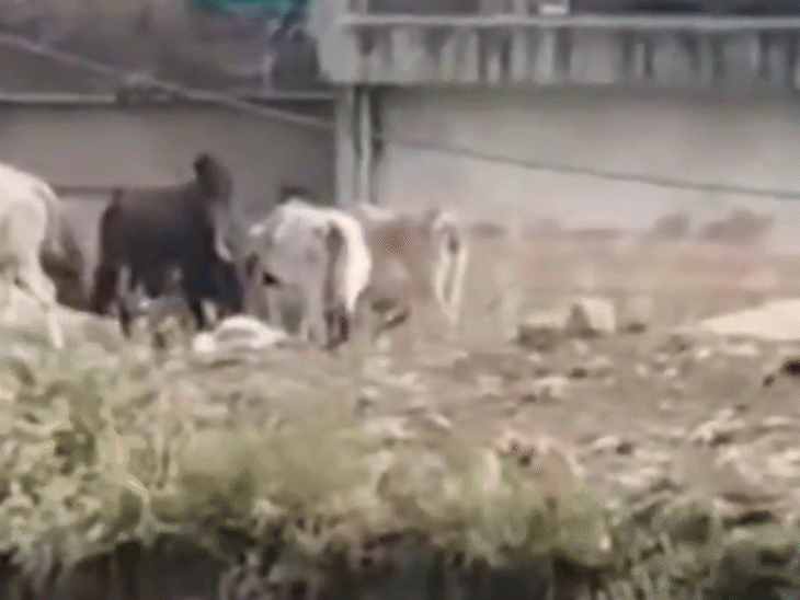 हाईटेंशन लाइन से ग्वालियर में मृत गोवंश।