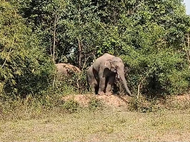 18 जंगली हाथियों के झुंड में कुछ बच्चे भी शामिल हैं।