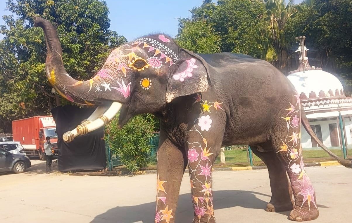 बाबू हाथी गांव (जयपुर) का इकलौता नर हाथी है। डेढ़ फीट के दांतों की वजह से उसका सिलेक्शन किया गया।