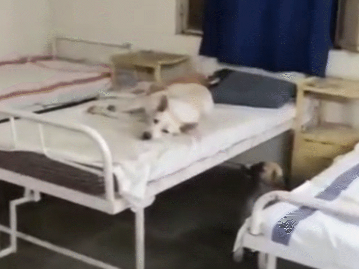 खंडवा के किल्लौद के अस्पताल में बेड पर कुत्ते आराम करते नजर आए।