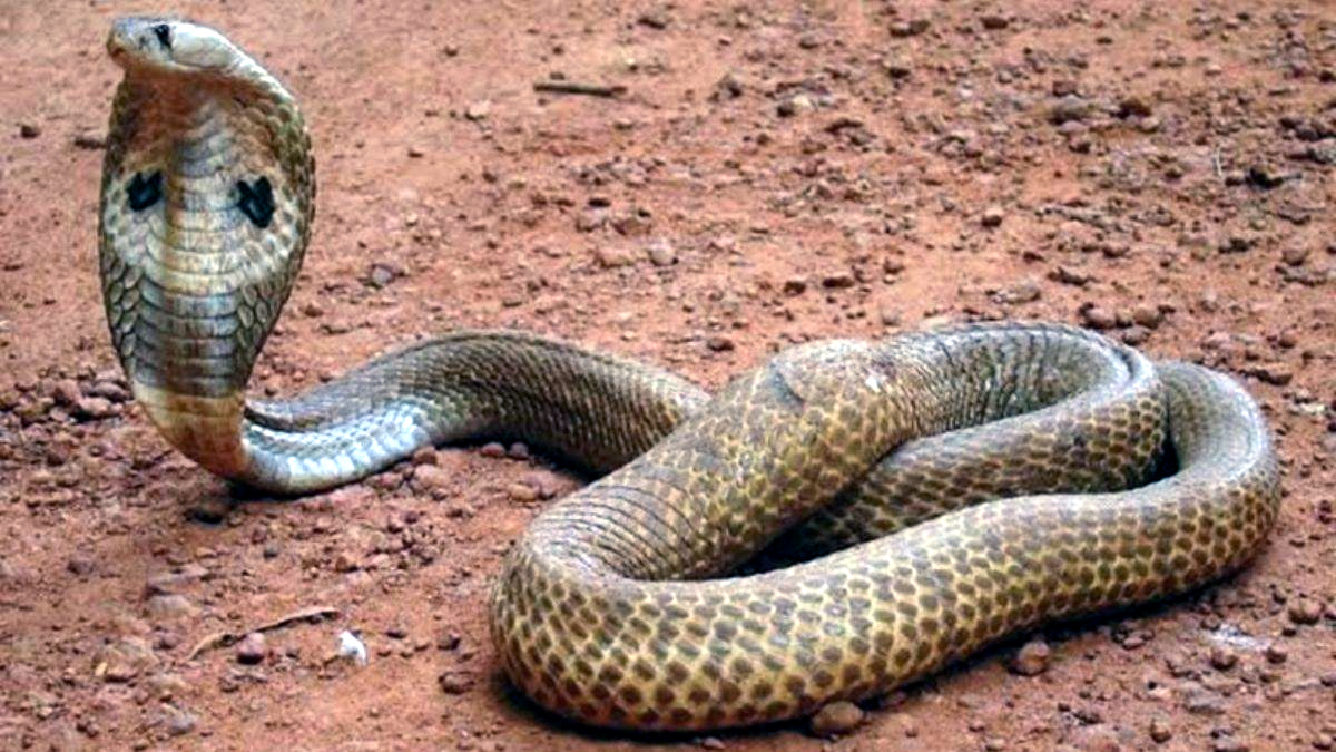 पलामू में 80 करोड़ रुपए का सांप का जहर जब्त:  पिता-पुत्र समेत तीन तस्कर गिरफ्तार, पैंगोलिन शल्क भी बरामद – Palamu News