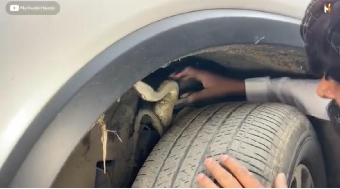 भाजपा नेता के गाड़ी अजगर का बच्चा, खलबली:  बाेनट के अंदर कई दिनों तक बैठा रहा, परिवार के लोग स्कार्पियो में घूमते रहे – Prayagraj (Allahabad) News