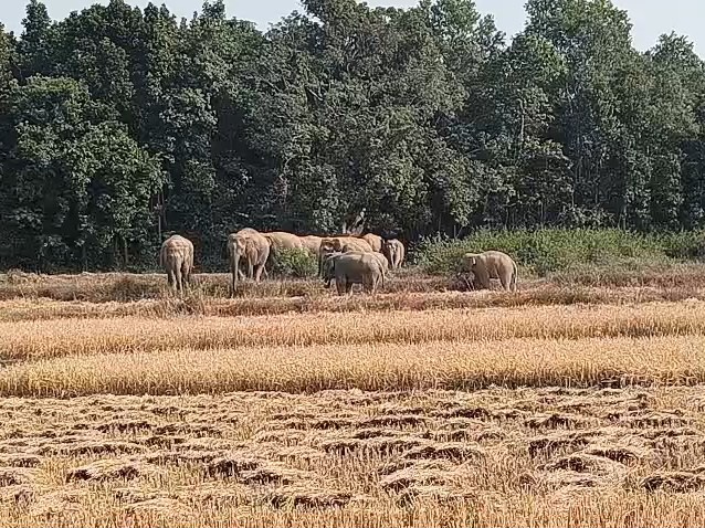 सिमडेगा में जंगली हाथी सड़क पर पहुंचा:  NH-143 पर आवागमन बाधित, घंटों फंसे रहे लोग; गुमला के चार क्षेत्र में निषेधाज्ञा लागू – Gumla News