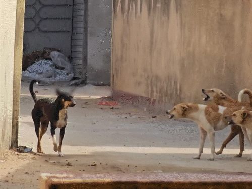 छत्तीसगढ़ में कुत्तों की निगरानी के लिए प्राचार्यों की ड्यूटी लगाई गई है। इसे लेकर विरोध हो रहा है। - Dainik Bhaskar