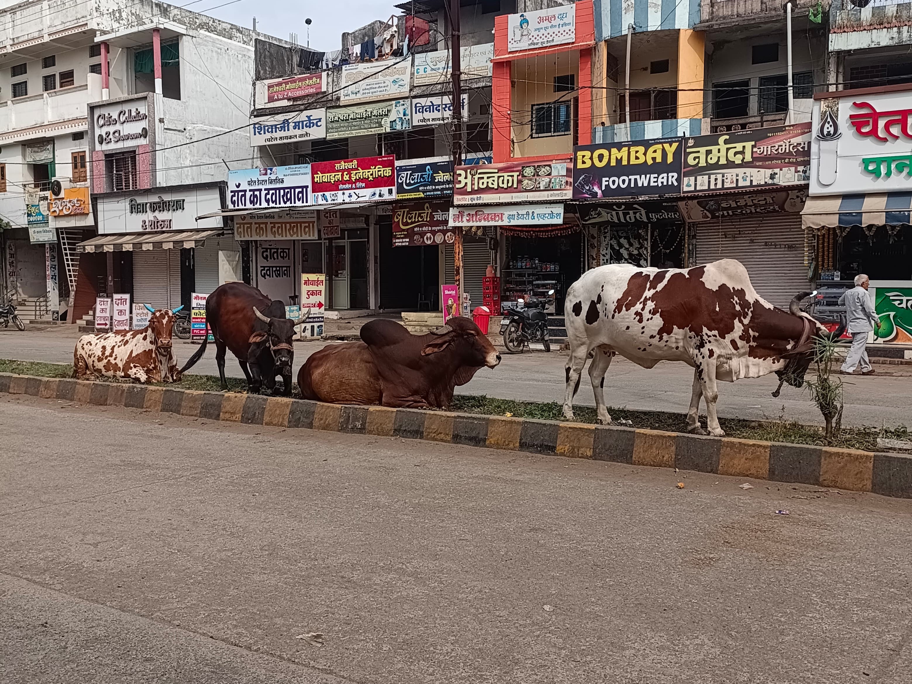 Dhamnod Pin Code Cattle gather on the streets of Dhamnod
