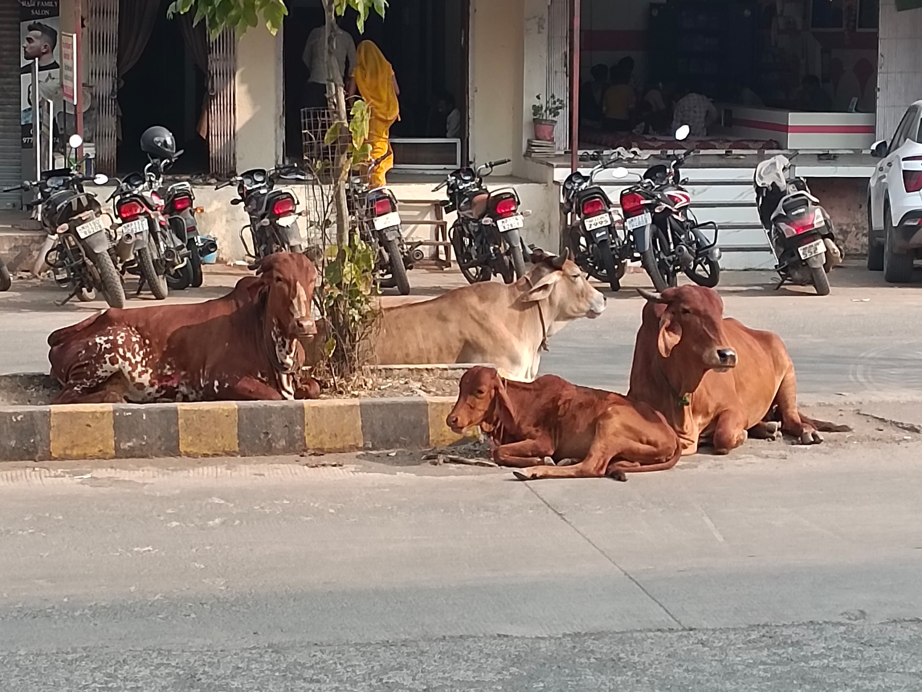 Dhamnod Pin Code Cattle gather on the streets of Dhamnod