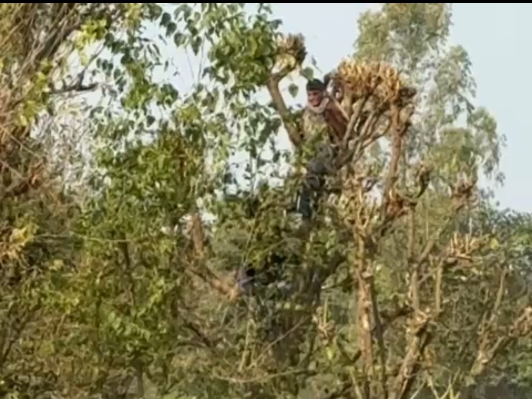 बैल के डर से पेड़ पर चढ़कर बैठा युवक।