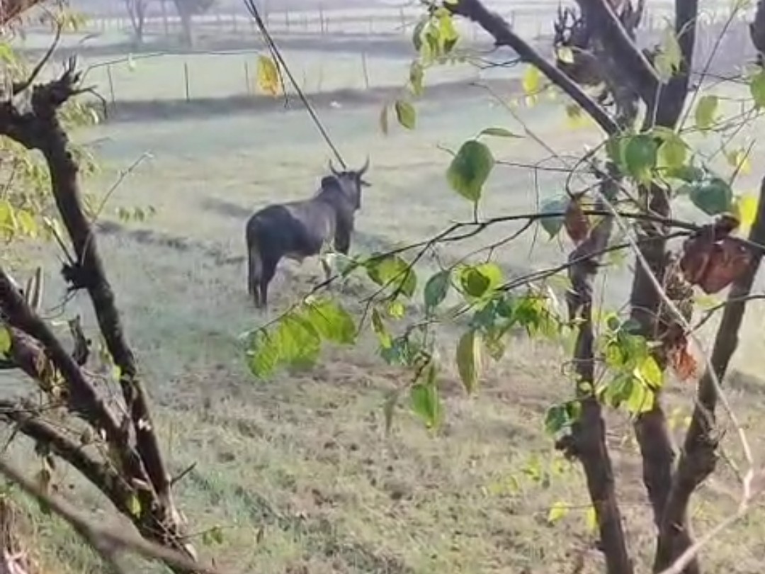 खेत में घुसा बैल