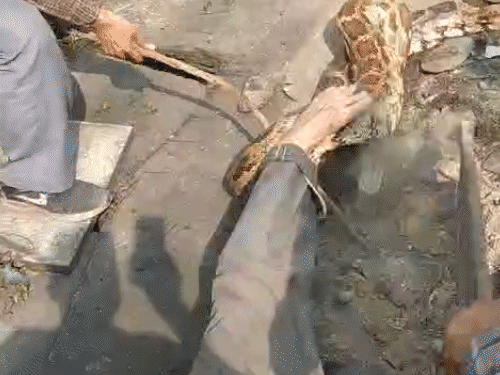 आसपास काम कर रहे मजदूरों ने डंडों और रस्सी की मदद से नंद सिंह को अजगर के चंगुल से छुड़ाया।