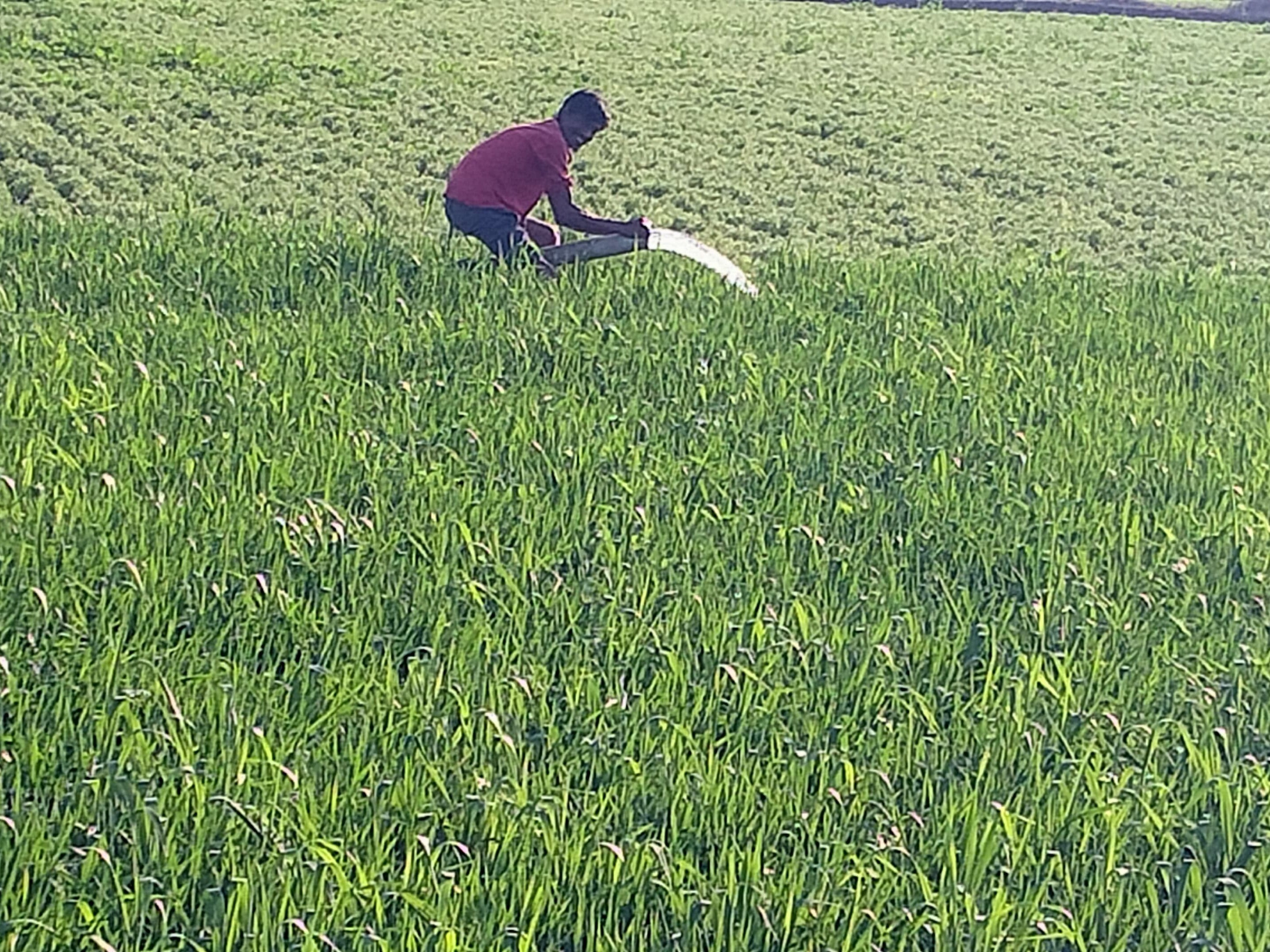 Ba Rabi 93% Rabi sowing completed in Ayodhya