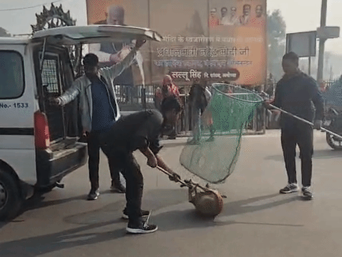 नगर निगम की टीम मंदिर के आसपास एरिया से स्ट्रीट डॉग और छुट्टा जानवरों को पकड़कर दूसरी जगहों पर भेज रही है। आज सुबह 20 स्ट्रीट डॉग पकड़े गए।