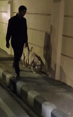 धमकी भरा लेटर मिलने के बाद डॉग स्क्वॉड छानबीन कर रहा है।