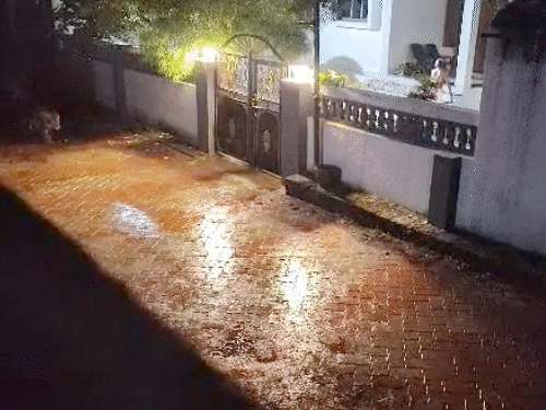 पेढवाड़ा गांव में धमाचौकड़ी करता हुआ शेरों का झुंड।