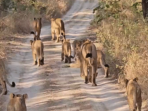 गुजरात के गिर में एक साथ दिखे 11 शेर, VIDEO:  सफारी पर आए पर्यटकों के सामने से गुजरे, तीन शेरनियों के साथ थे 8 शावक