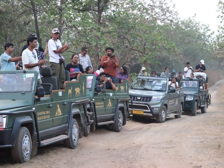 शेरों का झुंड देखकर पयर्टकों ने वीडियो बनाया।