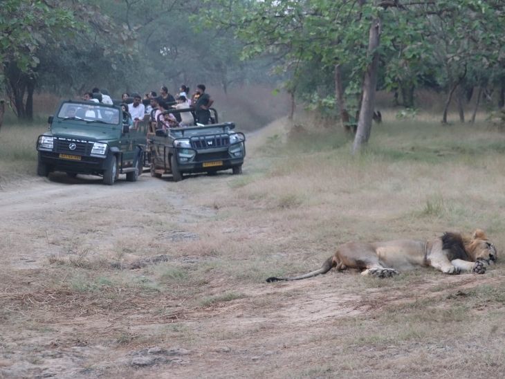 एक शेर कुछ यूं आराम फरमाते कैमरे में कैद हुआ।