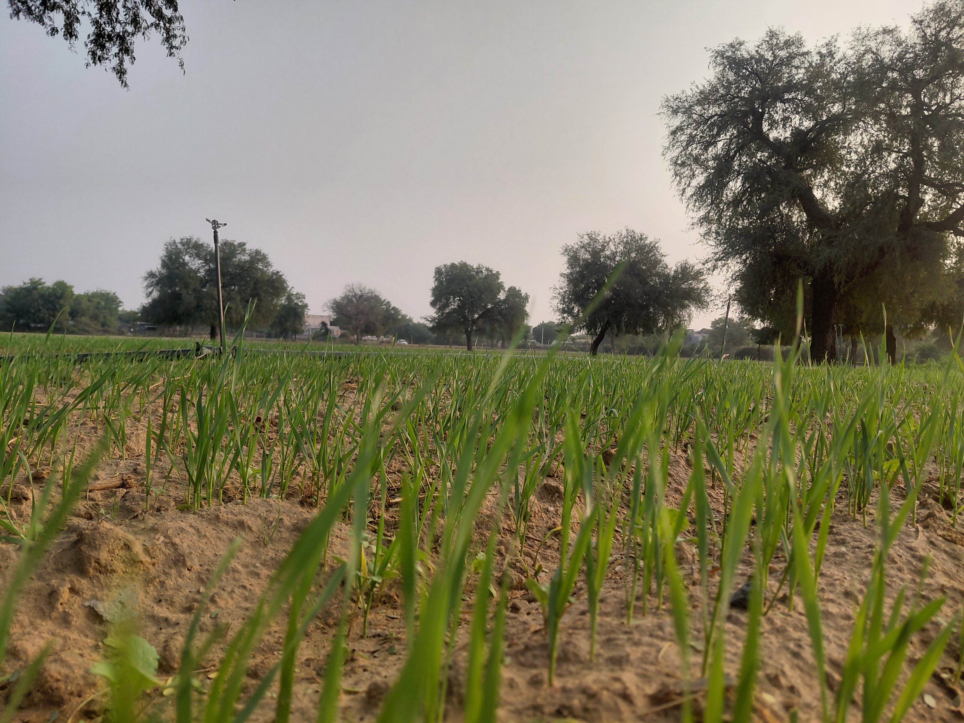 Rabi crops benefit from increased cold | सर्दी बढ़ने से रबी फसलों को ...