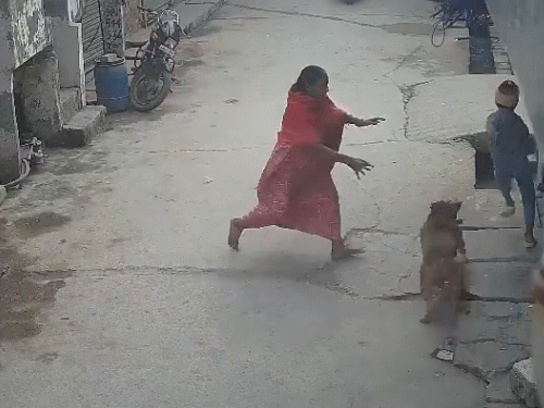 दिल्ली में पिटबुल ने 6 साल के बच्चे पर किया हमला, कान कटा और चेहरे पर 10 गहरे घाव; मालिक गिरफ्तार