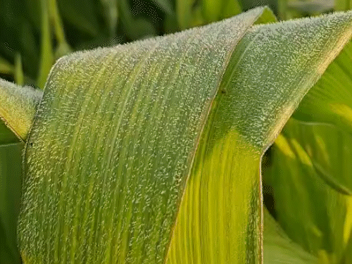 श्रीगंगानगर में मंगलवार सुबह पत्तों पर ओस की बूंद जम गईं।