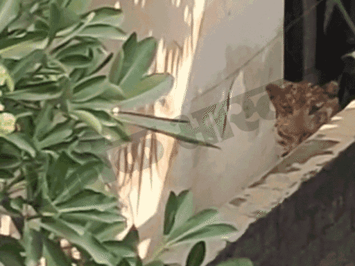 सिविल लाइंस इलाके में लेपर्ड घर की दीवार कूदकर इस तरह छुपकर बैठा था।