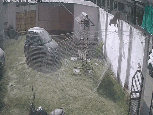 जयपुर के सिविल लाइंस स्थित हरिमार्ग पर कैबिनेट मंत्री सुरेश सिंह रावत के बंगले के पिछले हिस्से से दीवार फांदकर लेपर्ड भाग गया था।