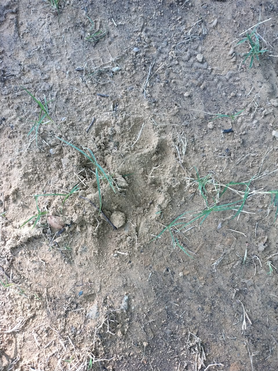 जयपुर के विद्याधर नगर के सेक्टर-10 में लेपर्ड के पगमार्क की फोटो लोगों ने वन विभाग की टीम के साथ शेयर की।