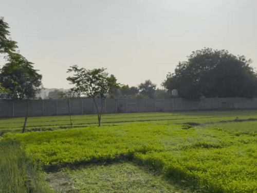 There are fields all around Al-Falah University. Near the university's mosque is the land of farmer Badru, a resident of Taga village.