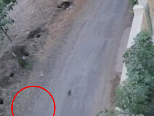 इसके बाद निर्मला उछलकर सड़क पर गिर गईं। कार उन्हें रौंदते हुए आगे बढ़ गई।