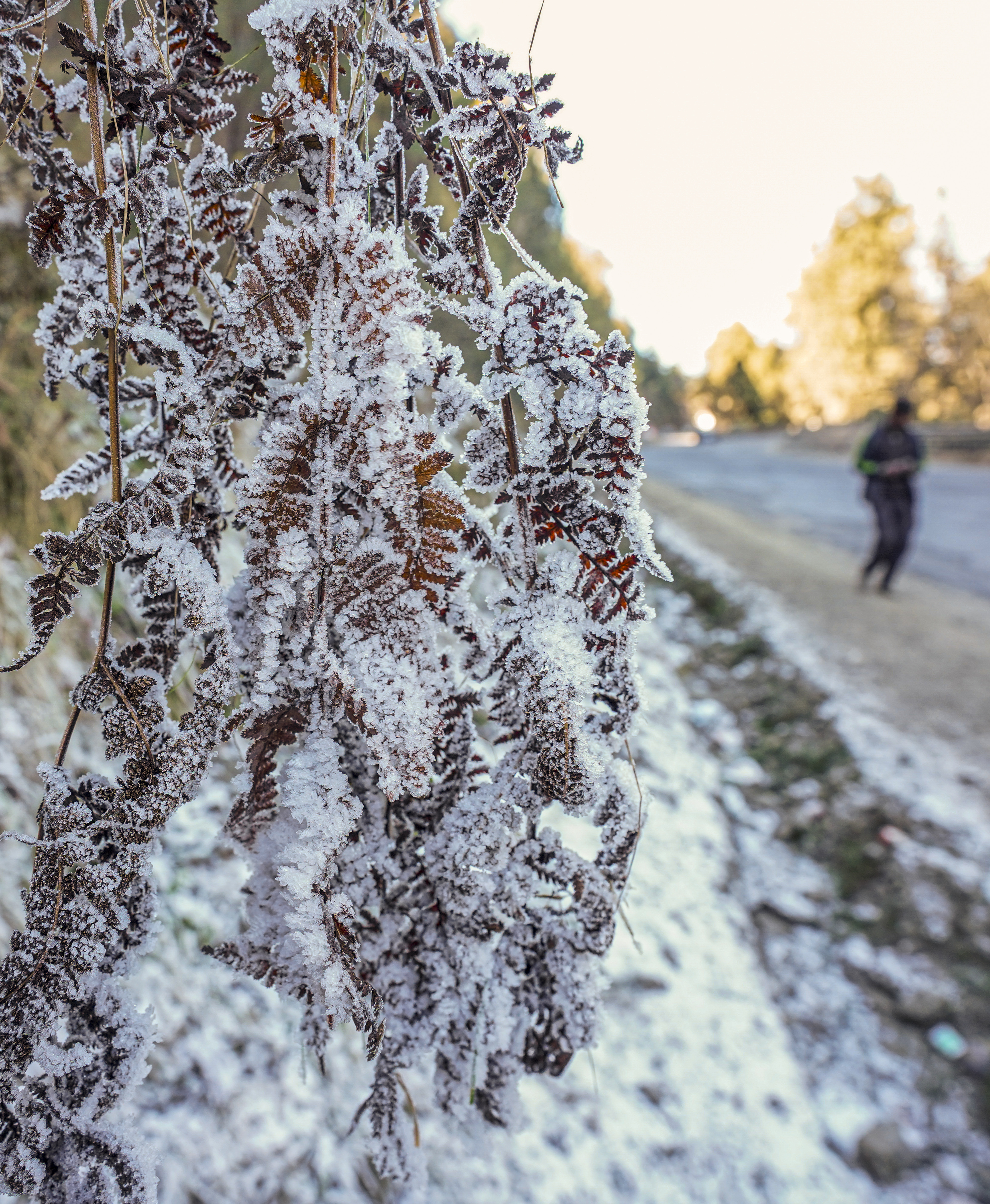 हिमाचल: शिमला के पास कुफरी में सूखे पत्तों पर पाला पड़ा।