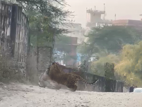 फ्लोरा ने शिकार कर चीतल के साथ 8 फीट ऊंची दीवार पर लगाई छलांग।