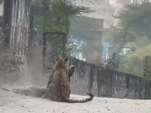 लेपर्ड फ्लोरा 30 सेकेंड में चीतल को मारकर अपने शावकों के भोजन का इंतजाम किया।