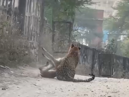 झालाना में मादा लेपर्ड फ्लोर ने पर्यटकों के सामने किया शिकार।