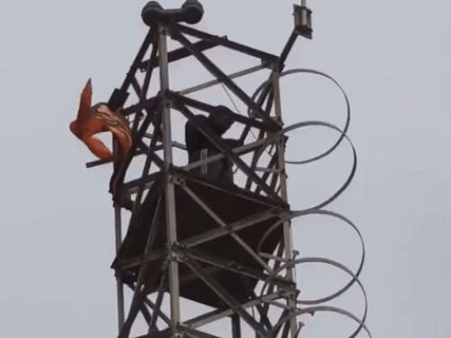 A young man climbed a tower over a love affair dispute