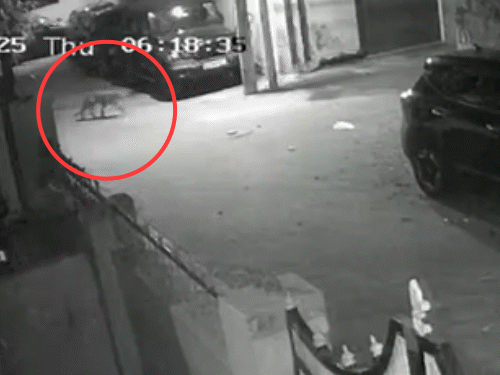 कल्याण कॉलोनी में घरों के बाहर घूमता लेपर्ड।