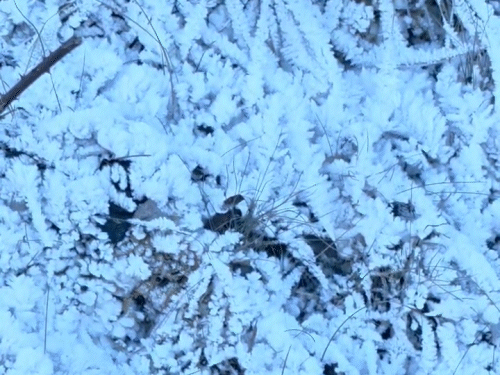 हिमाचल के कुफरी में गुरुवार को पाला की मोटी परत जम गई। जो बर्फ की तरह दिख रही थी।