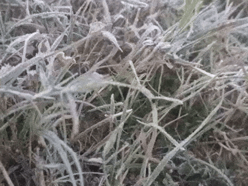 उत्तराखंड के अल्मोड़ा में गुरुवार को पाला गिरा, जिससे इलाके में ठंड बढ़ गई है।