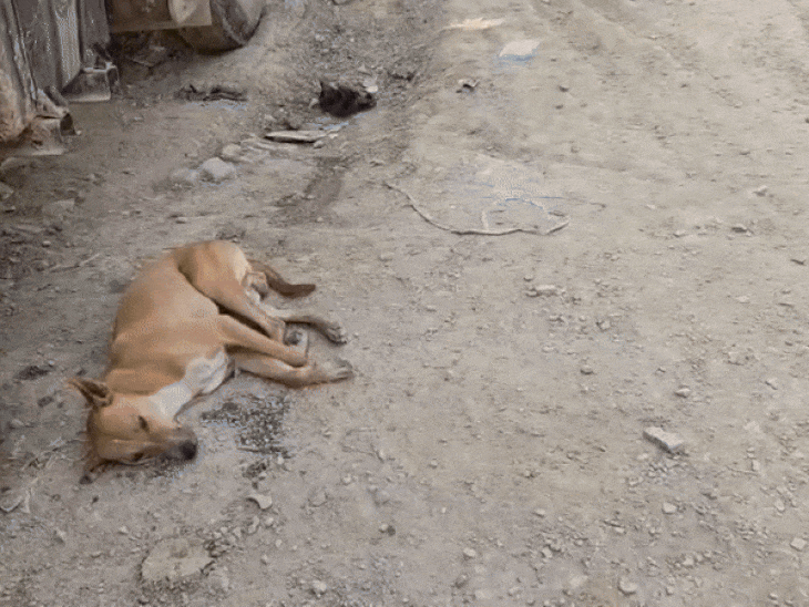 इसी स्थान पर नवजात का शव मिला है।