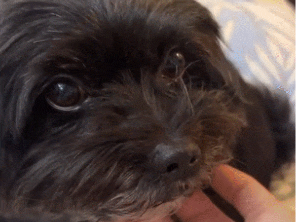 अपने पालतू डॉग के खो जाने पर रोती डॉग मालिक।