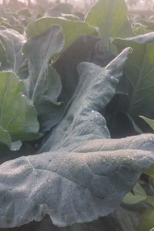 बिहार: नालंदा में पत्तों पर ओस की बूंदें जमी दिखीं।