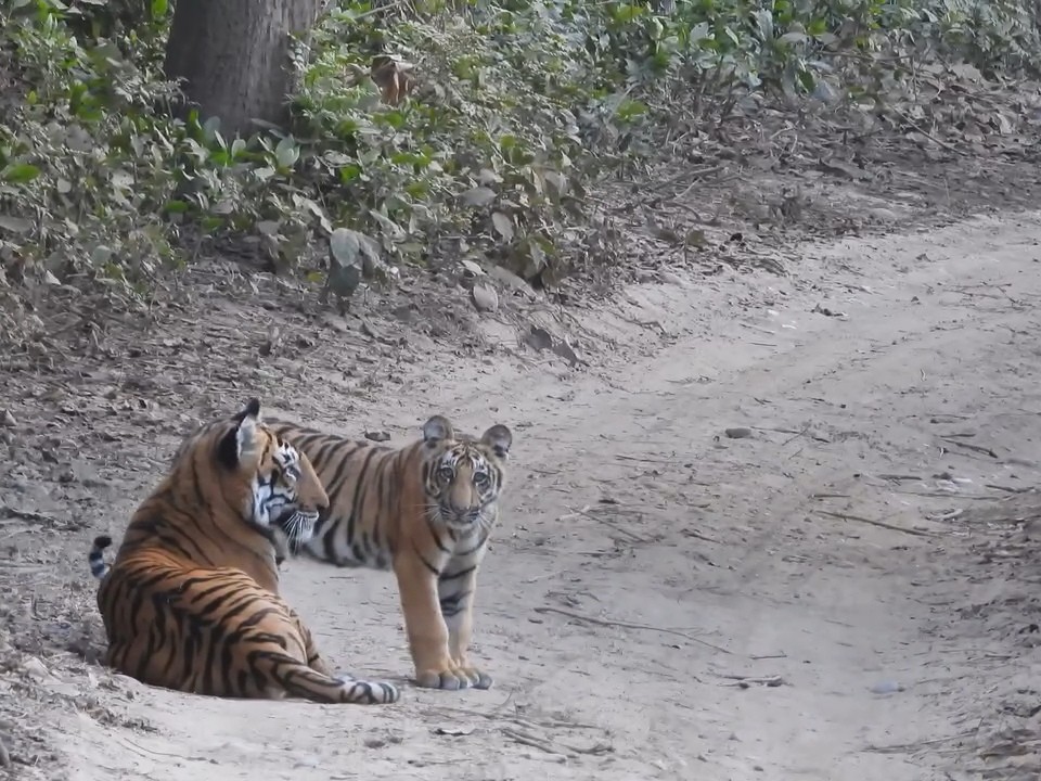 Tiger population rises in Corbett; tigress spotted with cubs | कॉर्बेट में  बाघों की आबादी बढ़ी,शावकों के साथ दिखी बाघिन: वन विभाग उत्साहित, संरक्षण  प्रयासों को मिली ...
