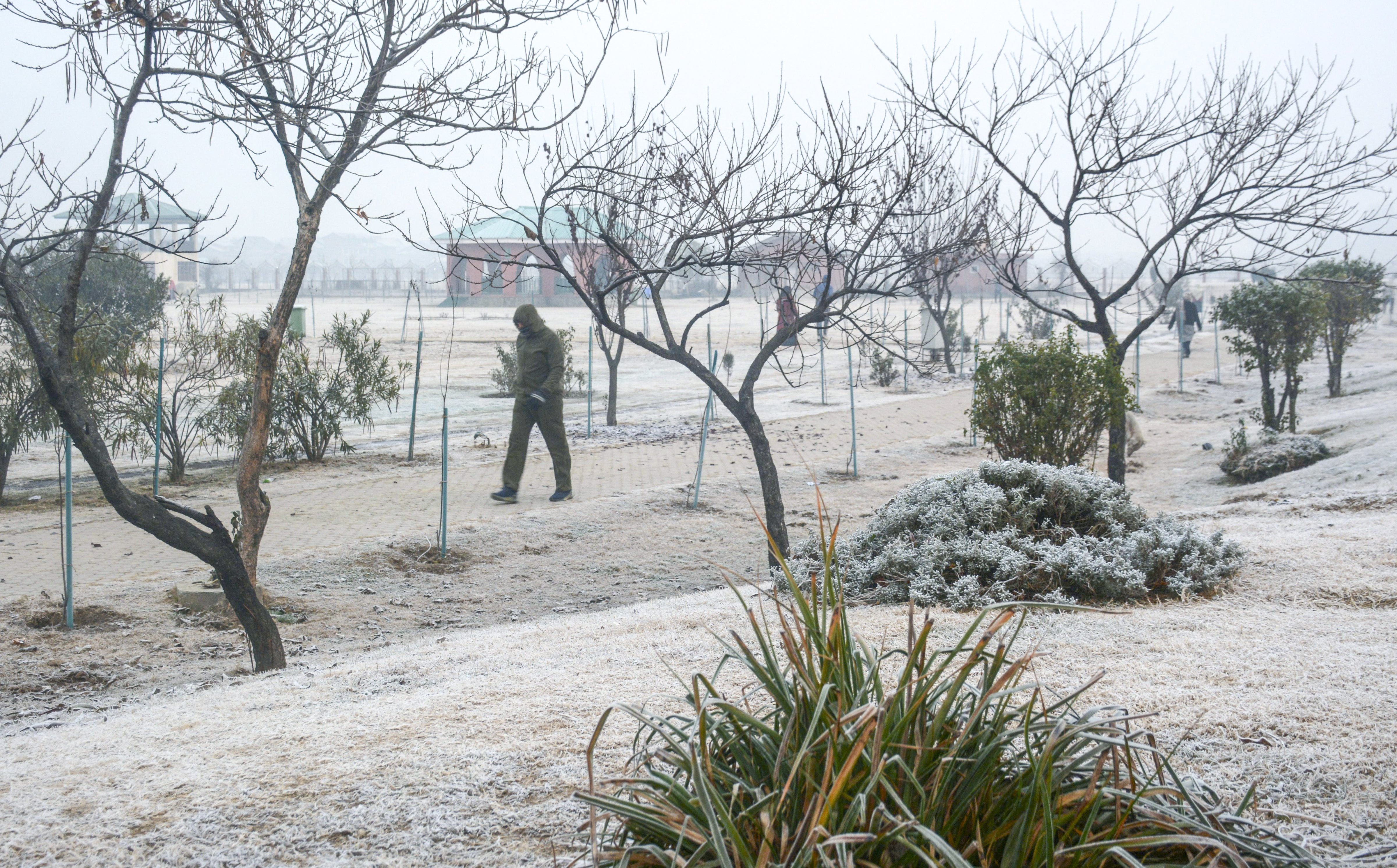 जम्मू-कश्मीर के श्रीनगर में पाले से बागान पूरी तरह ढक गए हैं।