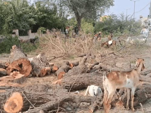 जयपुर रोड पर सालों पुराने हरे पेड़ों को काट दिया गया।